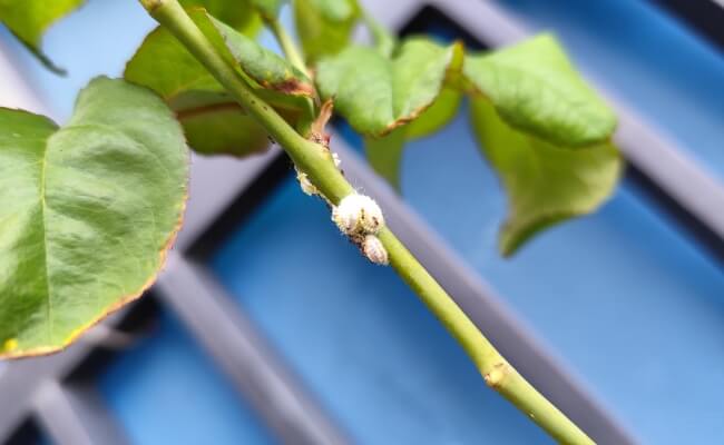 Cara Membasmi Kutu Putih pada Tanaman dengan Metode Aman Banner