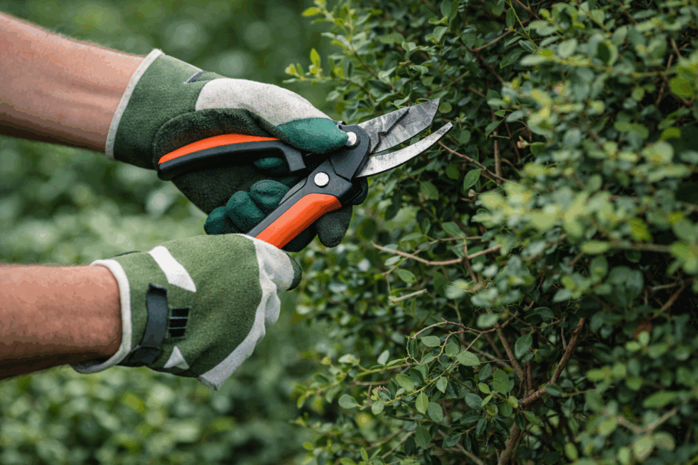 Pencegahan Hama dan Penyakit Tanaman dalam Area Landscape Banner
