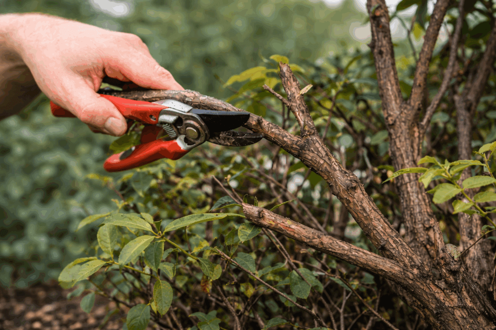 teknik pemangkasan tanaman landscape untuk pertumbuhan optimal 1