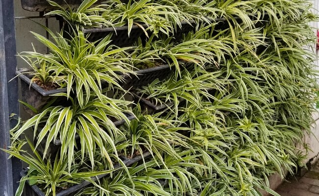 Teknis Konstruksi Rangka Vertical Garden yang Aman dan Kokoh Banner