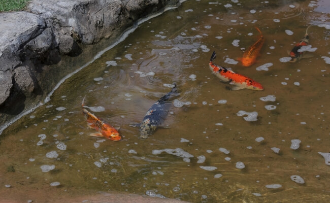 Kolam Ikan Koi Berbusa dan Bau Amis