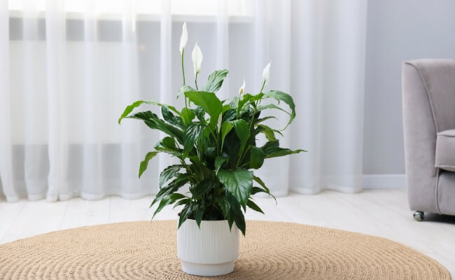 bunga wangi untuk ruangan kantor