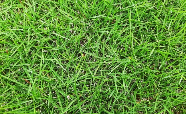 Perbandingan Rumput Jepang vs Gajah Mini, Ini yang Tepat Untuk Anda! Banner