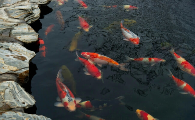 2 Sistem Filter Kolam Koi, Mekanis dan Biologis Banner