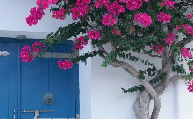 7 Bunga yang Mekar Sepanjang Tahun dan Cara Merawatnya Banner