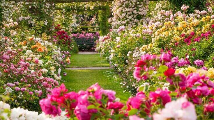 tanaman berdaun vs tanaman berbunga dalam desain taman 3