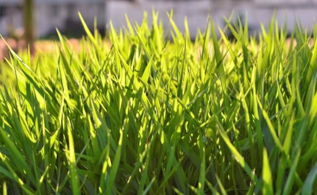 rumput jepang vs gajah mini