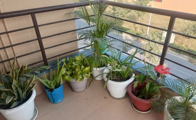 Tanaman balkon apartemen