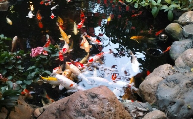 mengatasi kolam ikan koi berbusa dan bau amis