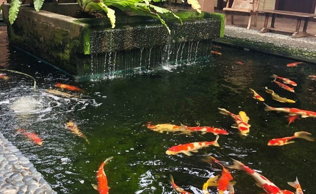 sistem filter kolam koi