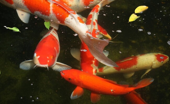 Cara Mengatasi Kolam Ikan Koi Berbusa dan Bau Amis Banner