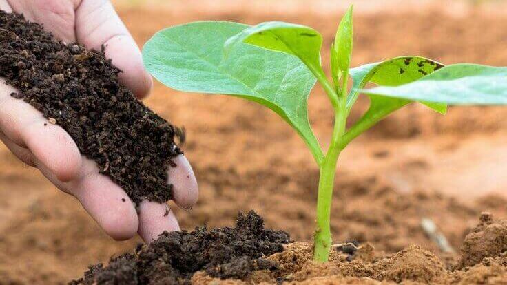 tanaman stres setelah dipindahkan di taman 2