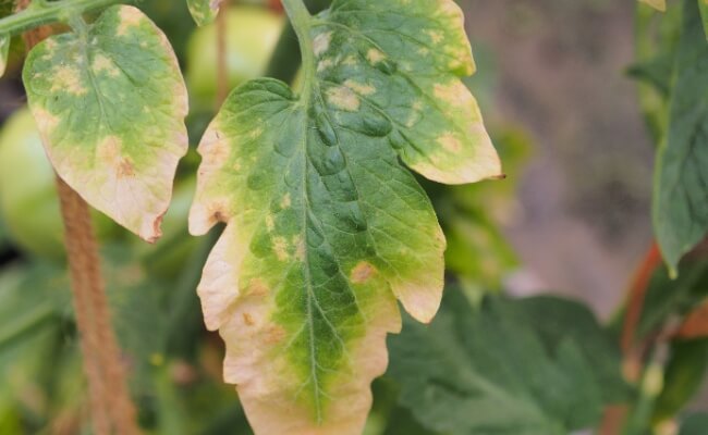 Tanaman Menguning Karena Apa? Ini 5 Penyebab dan Solusinya Banner