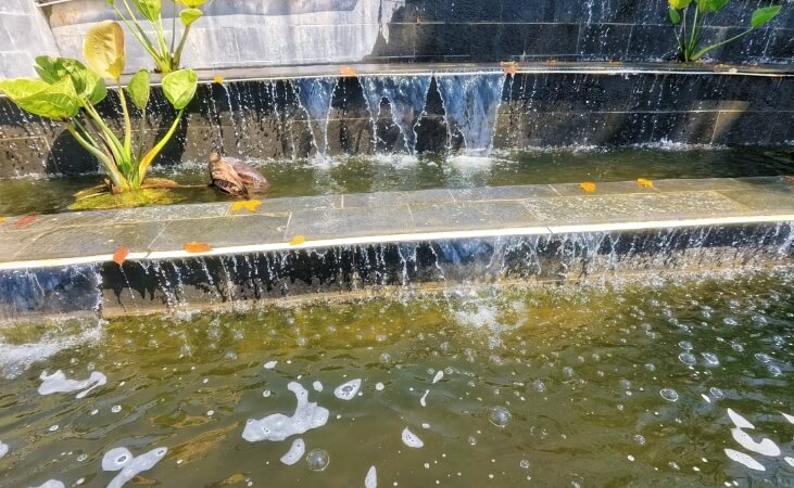 3 Cara Menjernihkan Air Kolam Ikan yang Berwarna Hijau Banner
