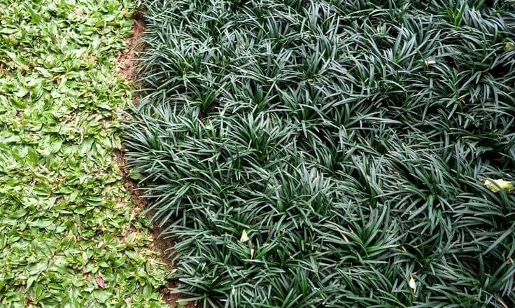 Pilihan Tanaman Groundcover untuk Taman yang Lebih Rapi dan Hijau Banner