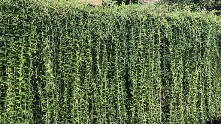 tanaman untuk privasi taman dengan susunan berlapis rapi 2