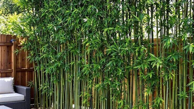 tanaman untuk privasi taman dengan susunan berlapis rapi 3