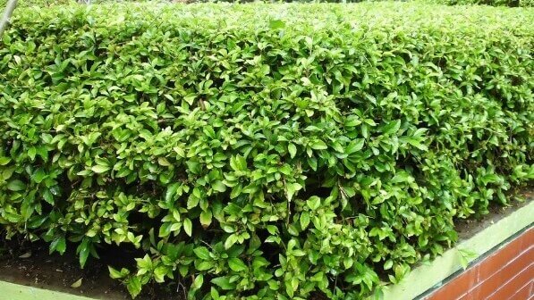 tanaman untuk privasi taman dengan susunan berlapis rapi 1