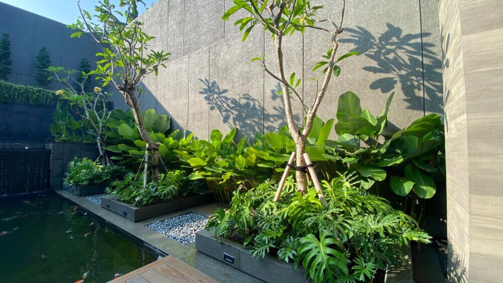 Pohon Peneduh