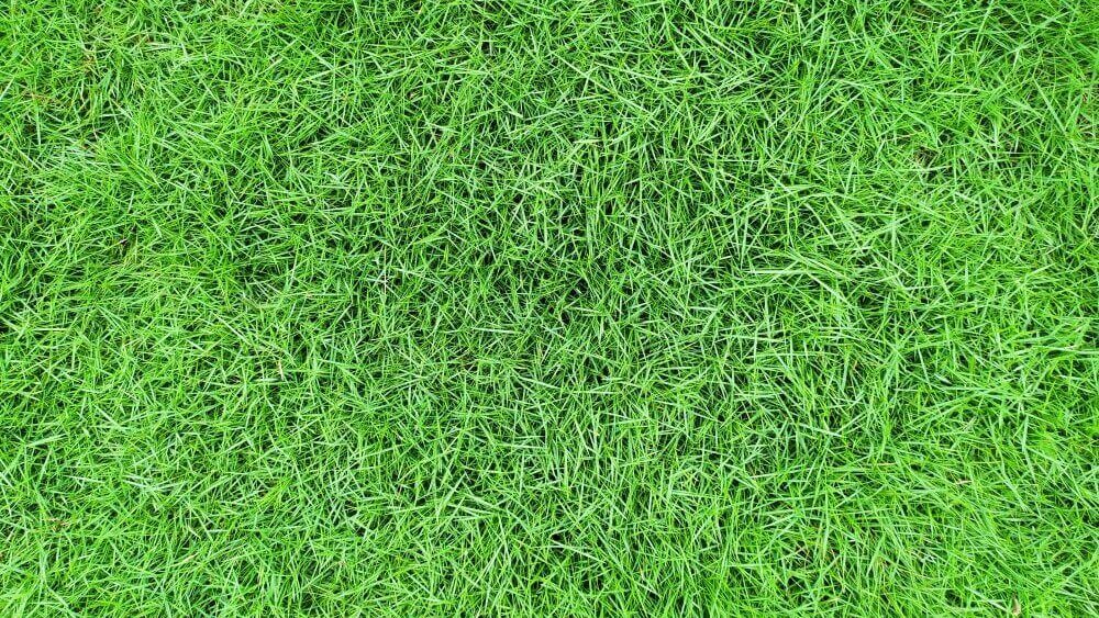 Memilih Rumput