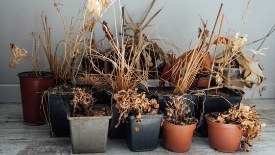 Kenapa Tanaman di Rumah Cepat Layu? Ini 7 Penyebab Utamanya Banner