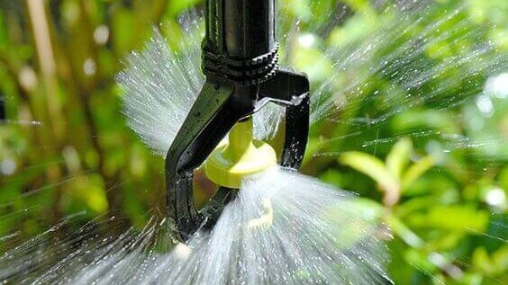 Tanaman Di Rumah Cepat Layu