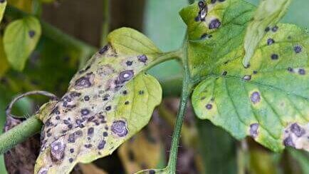 Tanaman Di Rumah Cepat Layu 3