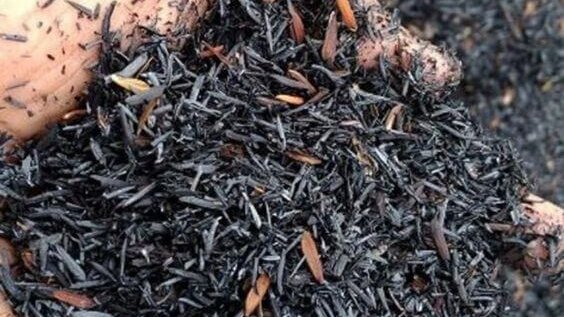 Media Tanam Terbaik untuk Tanaman Rumah 