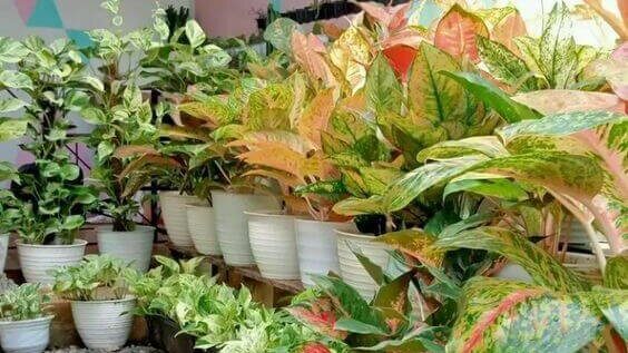 Menata Pot Tanaman Agar Halaman Lebih Rapi 2
