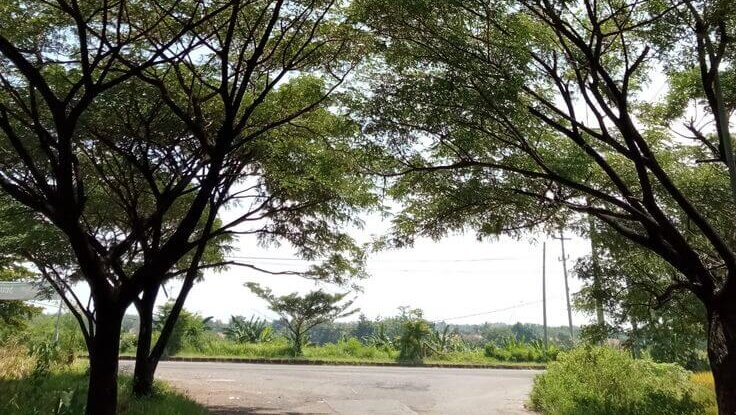 6 Tips Efektif Perawatan Pohon agar Tetap Rindang dan Sehat Banner