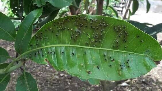 Perawatan Pohon Agar Tetap Rindang dan Sehat 2
