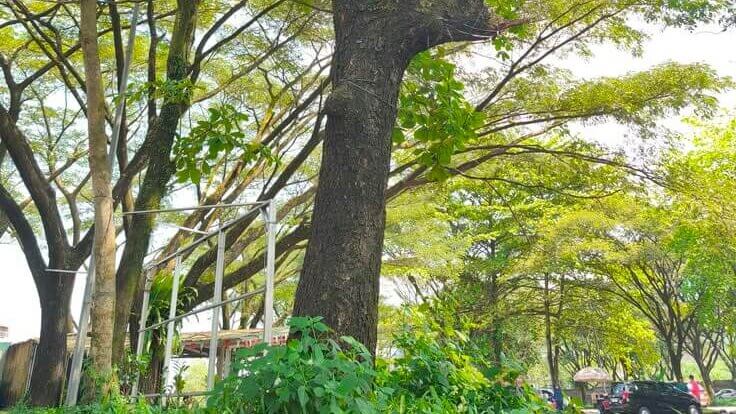Perawatan Pohon Agar Tetap Rindang dan Sehat 3