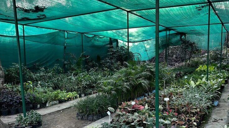 Membuat Tanaman Lebih Tahan Terhadap Cuaca Panas 2