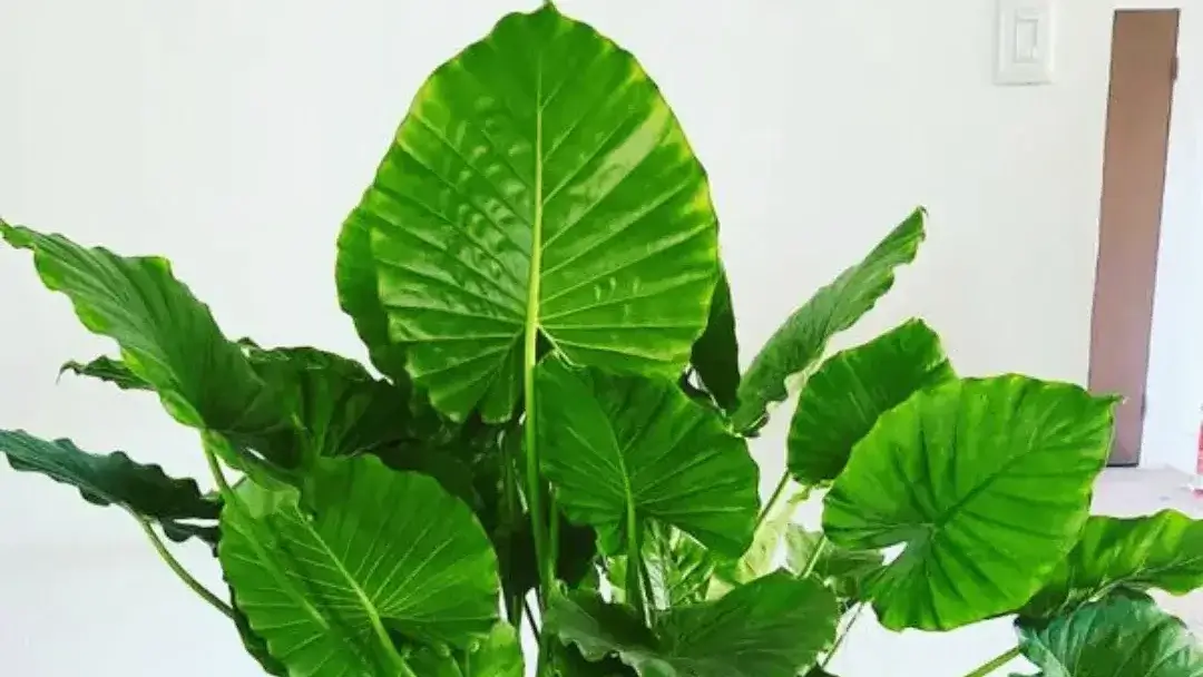 Tanaman Hias Alocasia