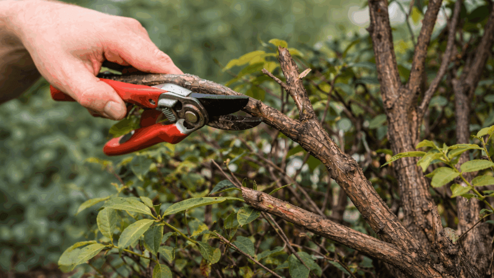 5 Fungsi Pruning untuk Menjaga Taman Tetap Rapi dan Premium Banner