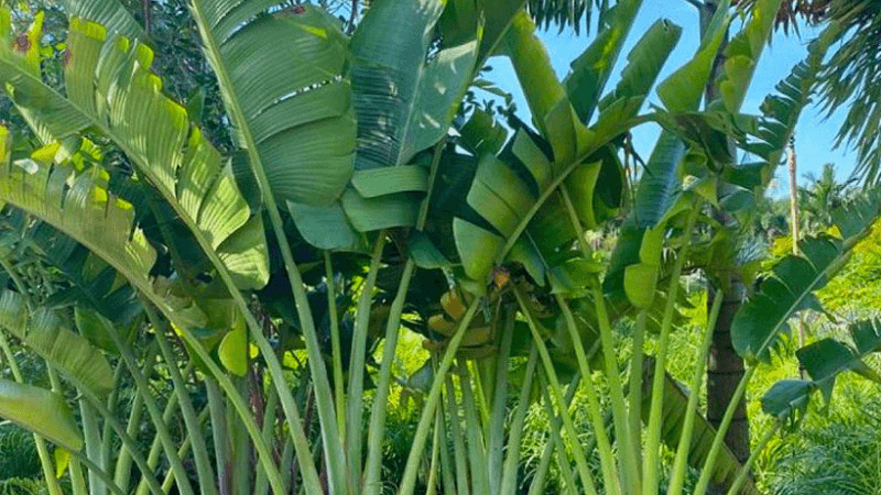 Tanaman Berdaun Lebar