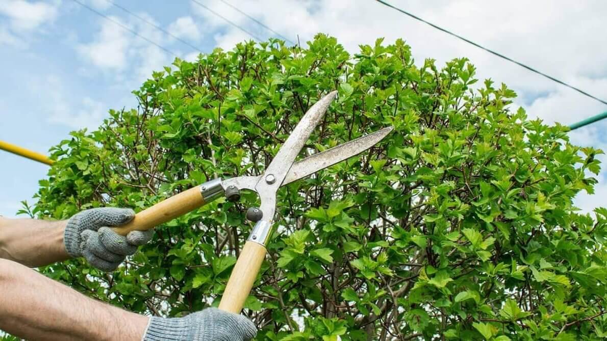 Fungsi Pruning 2