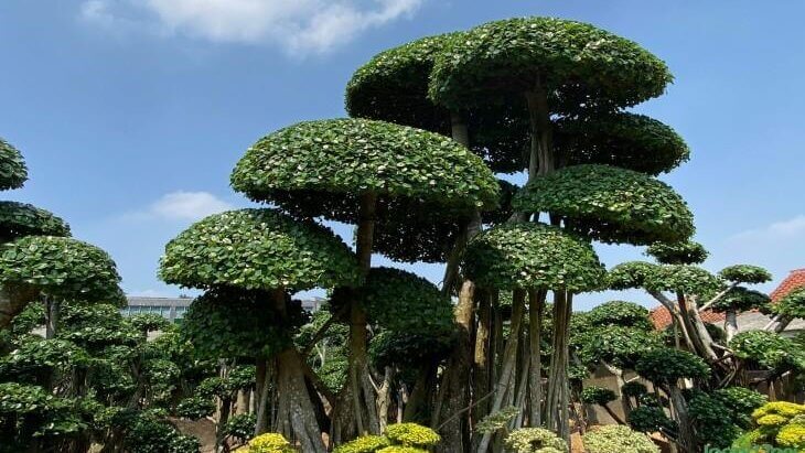 Tanaman Besar Beringin Korea