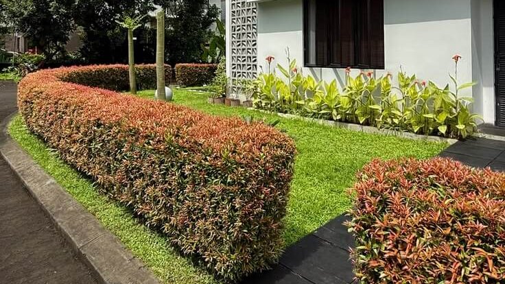 6 Inspirasi Tanaman Pagar agar Area Rumah Lebih Menarik Banner
