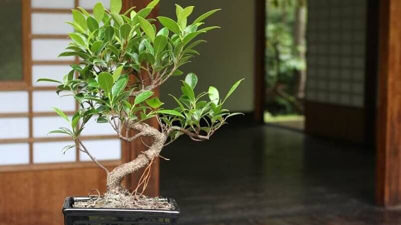 Pohon untuk Area Rumah 3