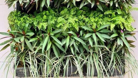 7 Ide Kreatif Vertical Garden untuk Area Rumah yang Terbatas Banner