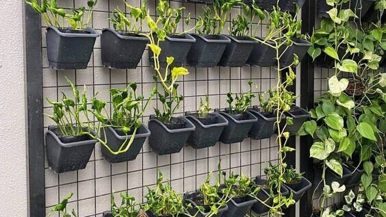 Vertical Garden untuk Area Rumah yang Terbatas 2