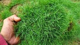Rumput 