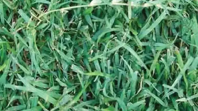 Rumput  2
