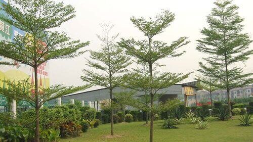 Tanaman Peneduh
