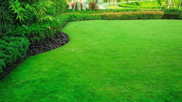 6 Jenis Rumput yang Membuat Taman Terlihat Lebih Rapi dan Estetik Banner