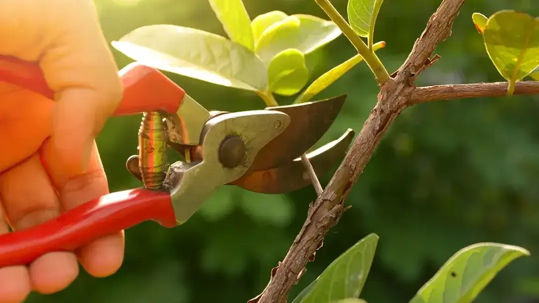 Fungsi Pruning