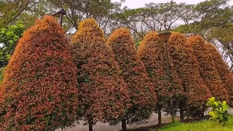 Tanaman Pagar 1