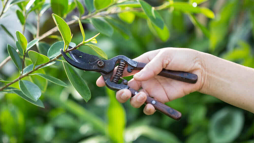 Fungsi Pruning 3