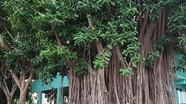 Memilih Tanaman Pagar 3